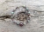 bransoletka-z-granatem-turkusem-afrykanskim-i-hematytem-rekodzielo-kamienie-naturalne-srebro-handmade.jpg