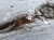pierscionek-z-diamentem-zlotem-i-drewnem-palisander-rozmiar-17-rekodzielo-bizuteria-drewniana-handmade-5.jpg